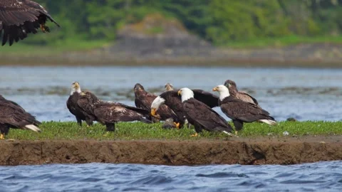 Many Bald eagles on a shore line fly and fight for space over a dead goose Stock Footage 344088882