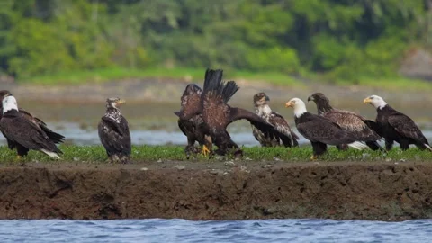 Many Bald eagles on a shore line fly and fight for space over a dead goose Stock Footage 344089086