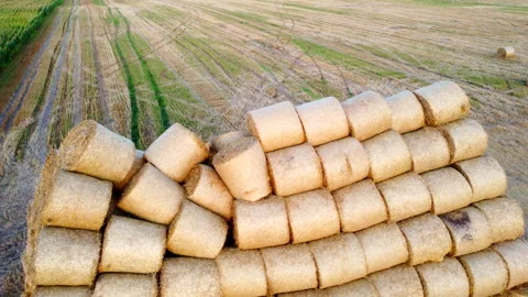Many bales compressed dry wheat straw twisted round rolls, on field Stock Footage 258664332