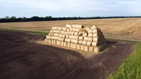 Many bales rolls dry straw after wheat harvest on field. Bales in form of rolls Stock Footage 256018929