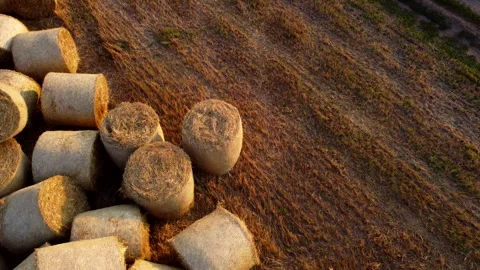 Many bales of wheat straw rolls lying field after wheat harvest on sunset dawn Stock Footage 256287337