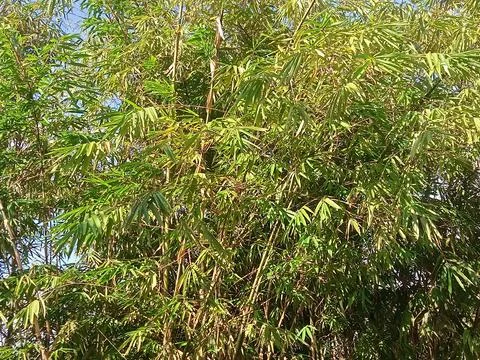 MANY BAMBOO IN FOREST Stock Photos