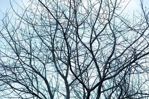 Many bare, dark leafless autumn tree branches making a silhouette Stock Photos