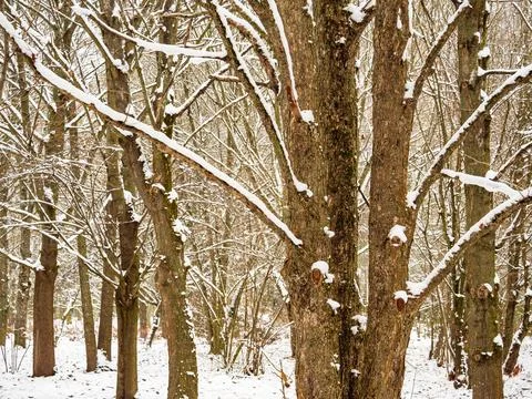 Many bare tree trunks in a snow-covered forest Stock Photos