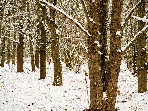 Many bare upright tree trunks in a winter forest Stock Photos