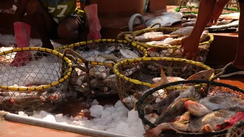 Many baskets with many fish on the fish market. Stock Footage 201158519