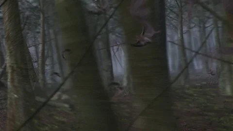 Many Bats Flying Low Stock Footage 77338295