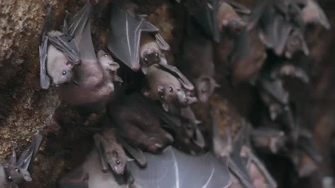 Many bats hanging on the stone wall of the cave and flying out of frame. The Stock Footage 234643798