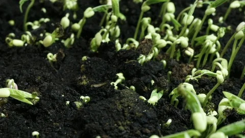 Many beans growing time lapse Stock Footage 81443266