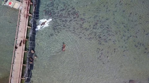 Many bears catch fish on the Kamchatka Video stock 109072068