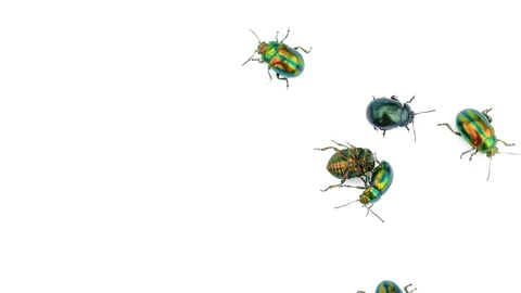 Many beautiful beetles scatter in different directions. isolated background Stock Footage 94058201