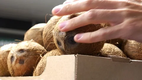 Many beautiful coconuts in a trading box and a male buyer's hand takes one Video stock 201588027