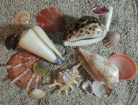 Many beautiful colored shells of different sizes and shapes lie on coarse gra Stock Photos
