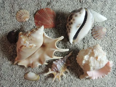 Many beautiful colourful shells of different sizes and shapes lie on sand Stock Photos
