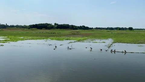 Many Beautiful ducks swimming in the river Stock Footage 285883165
