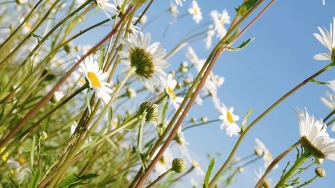 Many beautiful flowers Stock Footage 91349252