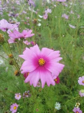 Many beautiful flowers Foto stock