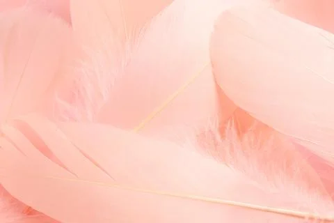Many beautiful pink feathers as background, closeup Stock Photos