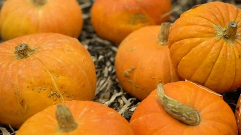Many beautiful pumpkin close up stand pan fair exhibition in autumn season 4K Stock Footage 116791438