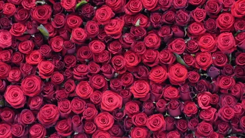 Many beautiful red roses as background Stock Footage 116442347