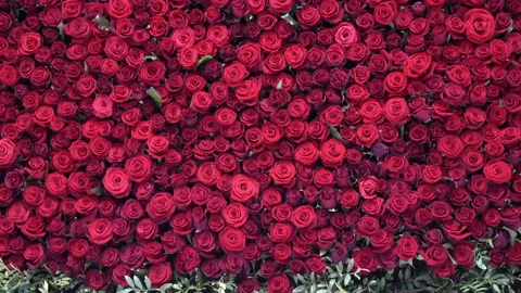 Many beautiful red roses as background Stock Footage 116443012