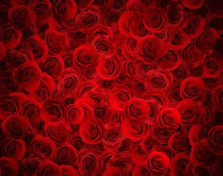 Many beautiful red roses as background, top view Stock Photos