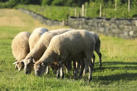 Many beautiful sheep grazing on pasture. Farm animal Stock Photos
