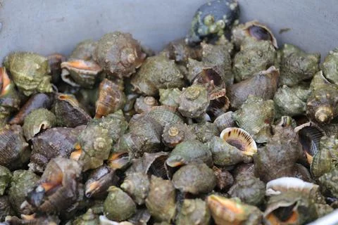 Many beautiful shells of rapan on the sand. Close-up view. Stock Photos