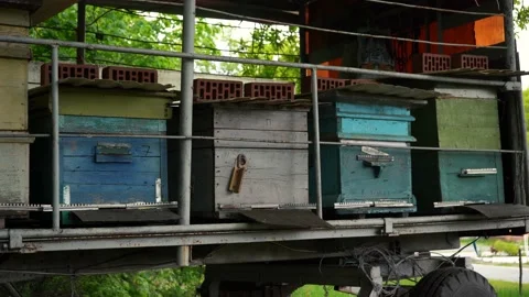 Many beehives with bees in the apiary Stock Footage 194840692