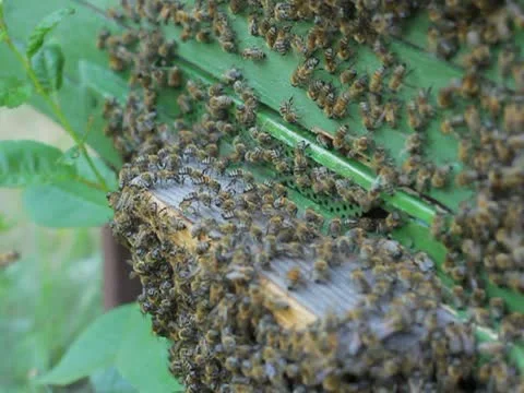 Many bees, agriculture beekeeping Stock Footage 22151192