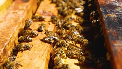 Many bees in an ajar hive crawl along the frames with honeycombs. Bees collect Stock Footage 245136661