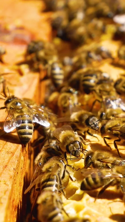 Many bees in an ajar hive crawl along the frames with honeycombs. Bees collect Stock Footage 246273517