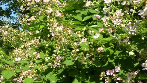 Many bees and bumblebees fly from blossom to blossom in a wild rose hedge Video stock 133659544