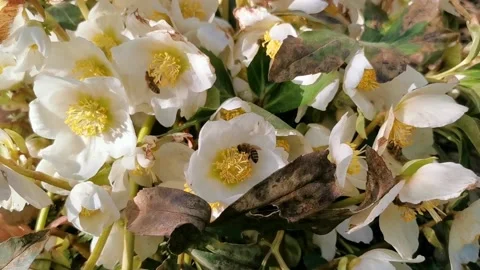 Many bees (apis) pollinating a christmas rose (helleborus) Stock Footage 192386236