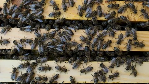Many bees are crawling on the hive, close-up Stock Footage 300765014