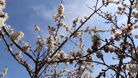 Many bees are flying around white apricot tree flowers in the spring Stock Footage 153998405