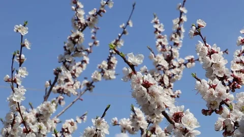 Many bees are flying around white apricot tree flowers Stock Footage 153998415