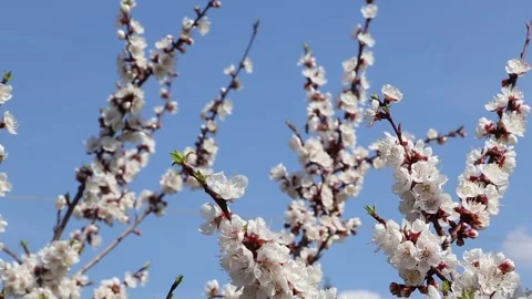 Many bees are flying around white apricot tree flowers Stock Footage 153998440