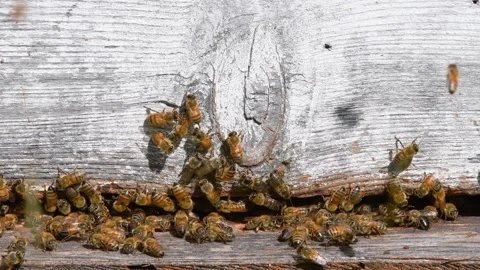Many Bees At A Beehive Vídeos de archivo 333976537
