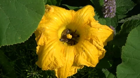 Many bees in blooming summer squash flower Stock Footage 270771270