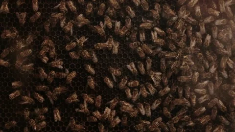 Many bees bring honey to a bee frame with honeycombs, background, close-up Stock Footage 317806670