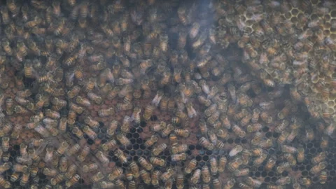 Many bees busy working inside honeycomb hive Stock Footage 344861270