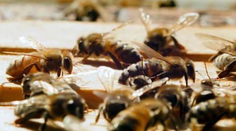 Many bees at close range. Crawling on the evidence Stock Footage 38367380
