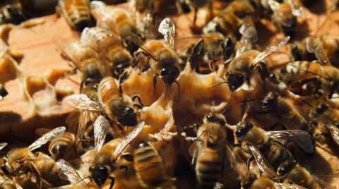 Many bees at close range. Crawling on the evidence Stock Footage 38378181