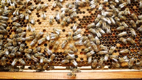 Many bees crawl along the frame with honey in the bee hive in the apiary. Stock Footage 318843540