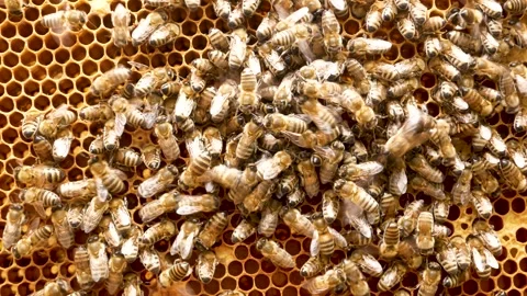 Many bees crawl on the honey frame with honeycombs in the hive. Smoke blows on Stock Footage 249515031