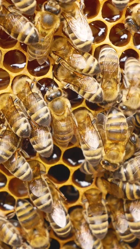 Many bees crawl on the wax honeycombs on the frame. Golden fragrant honey Stock Footage 307997438