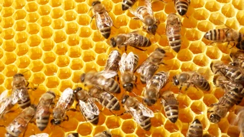 Many bees crawl on wax honeycombs on a wooden frame. Video stock 318874191