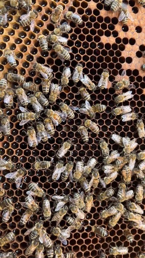 Many bees crawling on a frame with honey inside a beehive. Honey production Stock Footage 325566768