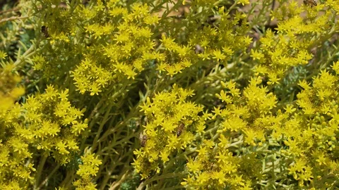 Many bees on flowers Stock Footage 94485406